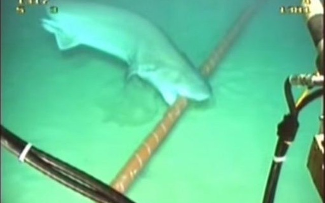 Bằng chứng về việc cá mập cắn cáp quang