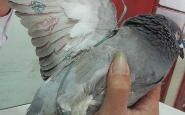 Kết luận chính thức về chim bồ câu mang ký tự "lạ"
