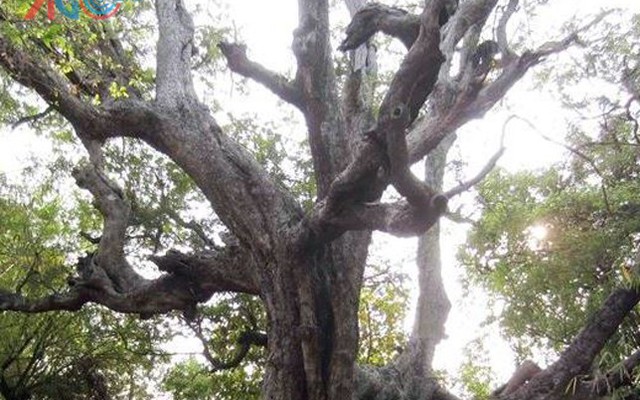 Cận cảnh 5 cây cổ thụ “khủng” ở An Giang