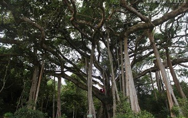 Ngắm vẻ đẹp kỳ vĩ của cây đa di sản tại Đà Nẵng