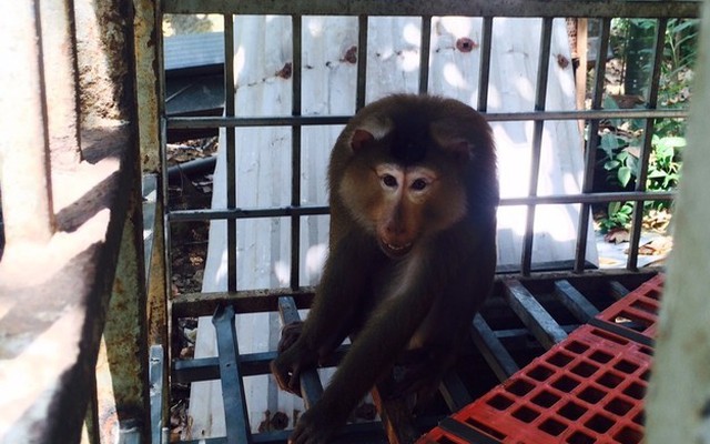 Người dân Đà Nẵng bỏ 5 triệu để cứu một chú khỉ khỏi... bàn nhậu