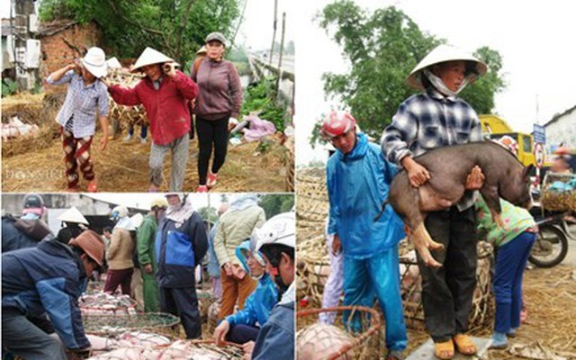 Mưu sinh bằng nghề... bế “Thiên Bồng Nguyên Soái”