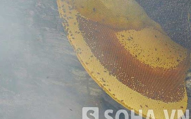 Tổ ong khổng lồ đáng giá cả một gia tài ở Tuyên Quang