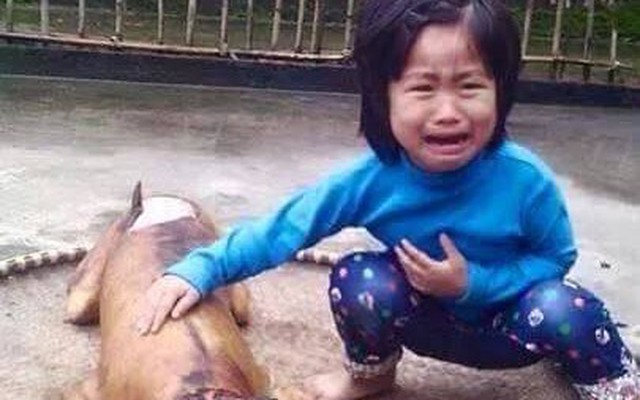 Em bé oà khóc bên chú chó bị thui lay động dân mạng