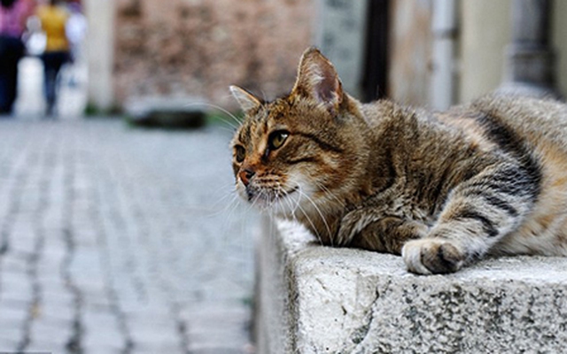 Tây Ban Nha: Thị trấn kỳ lạ nơi chó và mèo được đối xử như con người