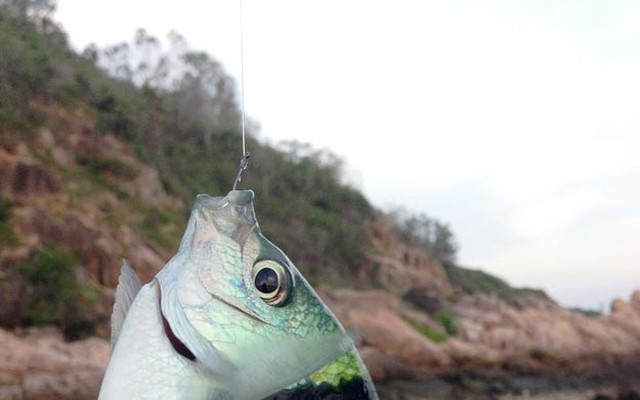 Bí kíp "dụ dỗ" để câu cá gần bờ trên đảo