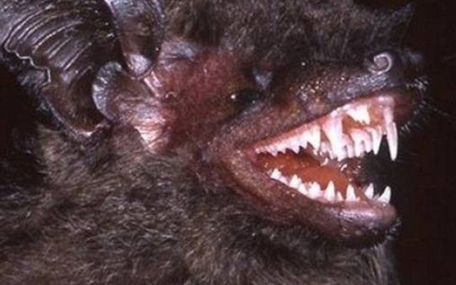 Con vật có hàm răng cực kỳ đáng sợ vừa được phát hiện ở VN