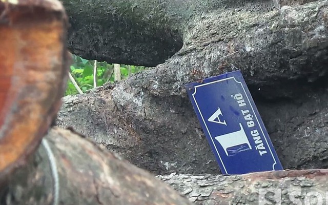 Cận cảnh nơi tập kết cây cổ thụ mới bị “hạ gục” ở Hà Nội