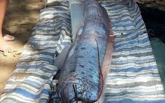 Phát hiện cá "lạ" hình rồng dạt vào bờ biển Thanh Hóa