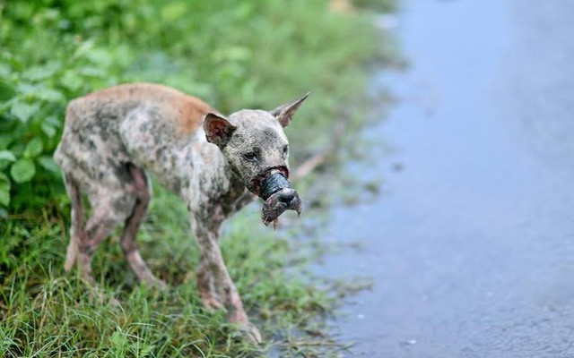 Dân mạng kêu gọi giúp đỡ chú chó hoại tử mõm vì bị dán băng keo