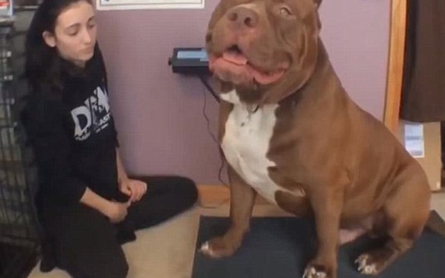 Chú chó pitbull "khủng" nhất thế giới nặng 78,5kg