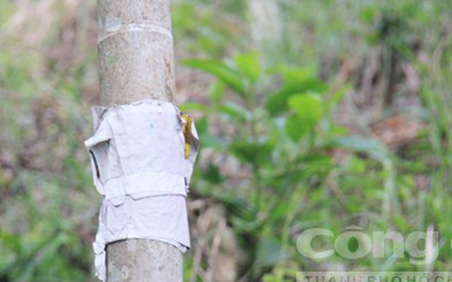 Cau trái đắt giá, người dân... dán 'bùa' lên thân cây để chống trộm