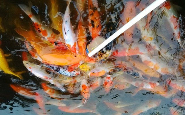 Cá “bú bình” ngộ nghĩnh xuất hiện ở Việt Nam