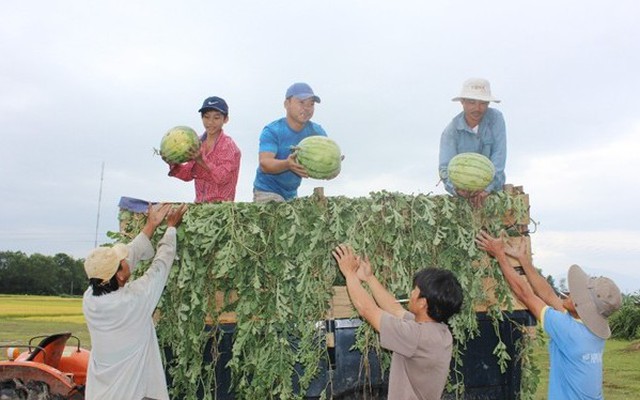 Quảng Nam không còn dưa hấu để thu hoạch bán ra thị trường