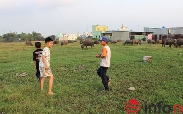 Chăn trâu bò kiếm trăm triệu giữa phố Sài Gòn