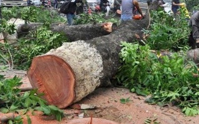 "Cấm" phát ngôn chặt cây: Đại học Lâm nghiệp nhận sai