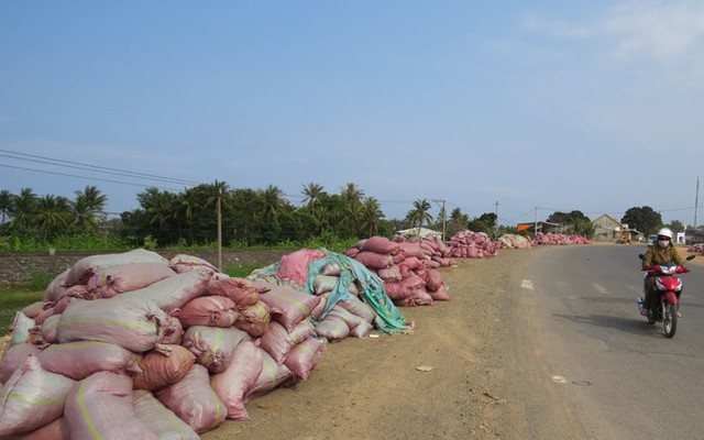 Chuyện lạ ở Phú Yên: Tranh nhau mua….phân bò