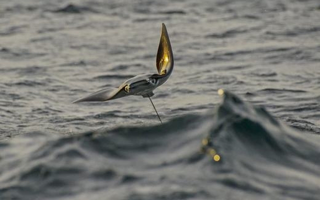 Hình ảnh sốc: Hàng ngàn con cá đuối quỷ bay lên mặt nước