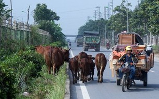 Bi hài trâu bò lên đại lộ ngàn tỷ 'tập thể dục'