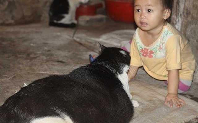 Sốt clip chú mèo béo nhất Việt Nam với vòng eo 90cm
