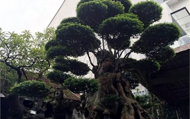 Ngắm cây mai 500 tuổi bậc nhất kinh thành Huế
