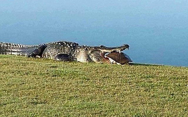 Vụ cá sấu trong sân golf: Hung thần lộ diện