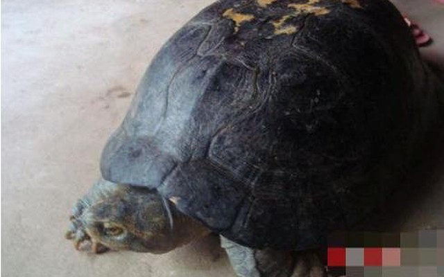 Nghệ An: Cả làng đổ xô đi xem con rùa quý, có hình thù kỳ lạ