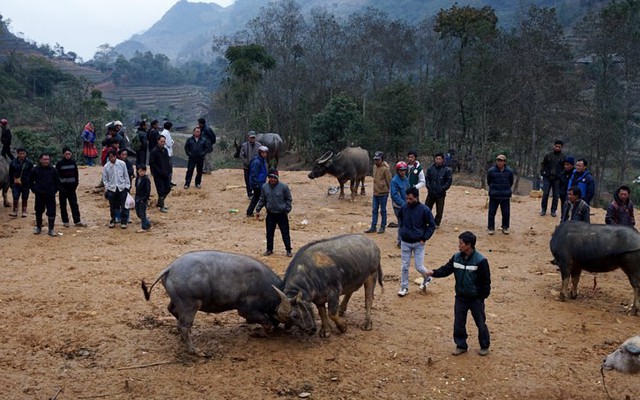 Những màn tỉ thí thót tim ở chợ trâu Cán Cấu