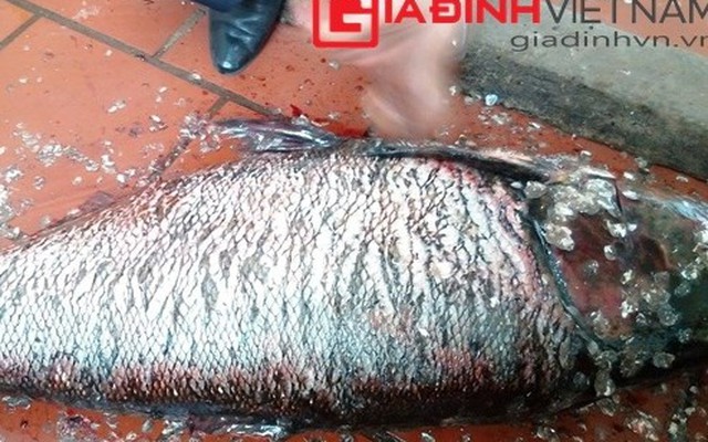 Bắt cá mè khổng lồ dài 1 mét nặng tới 30kg trên thượng nguồn sông Đà