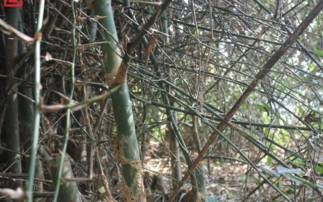 Những cây tre "mọc ngược" kỳ lạ ở Nghệ An