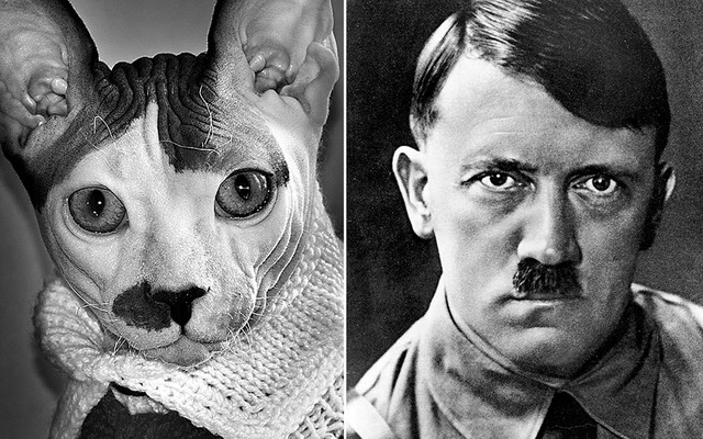 Sửng sốt với chú mèo có khuôn mặt rất giống Hitler