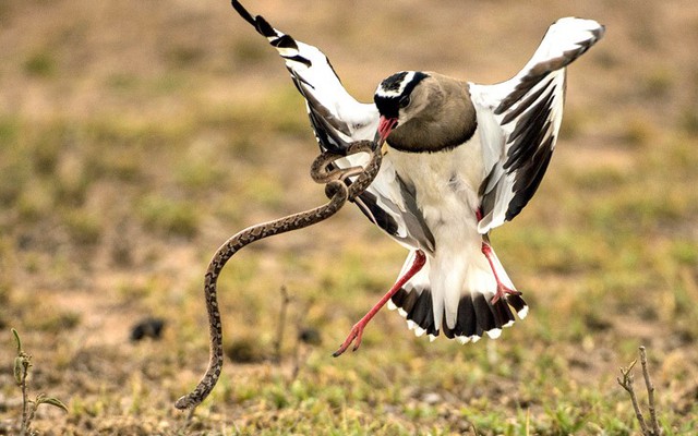 24h qua ảnh: Chim te te tấn công rắn định ăn trộm trứng