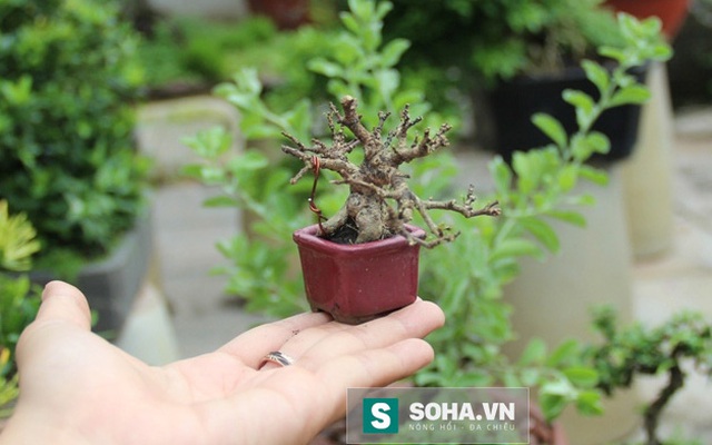 Độc đáo bonsai tí hon giá nghìn đô khiến người chơi phát sốt