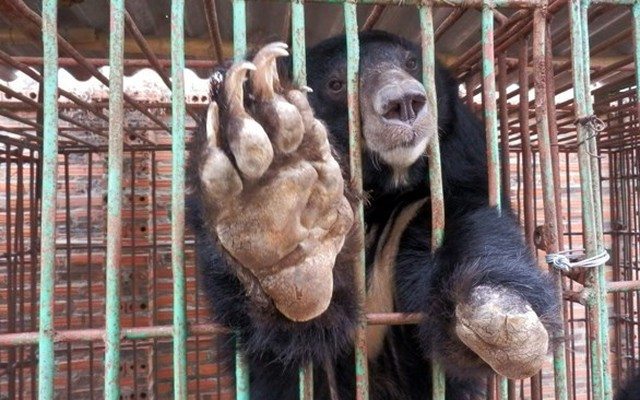 Cận cảnh những trang trại nuôi nhốt khiến gấu chết hàng loạt ở Quảng Ninh