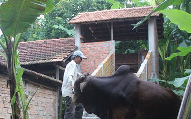 Bò ở... nhà lầu