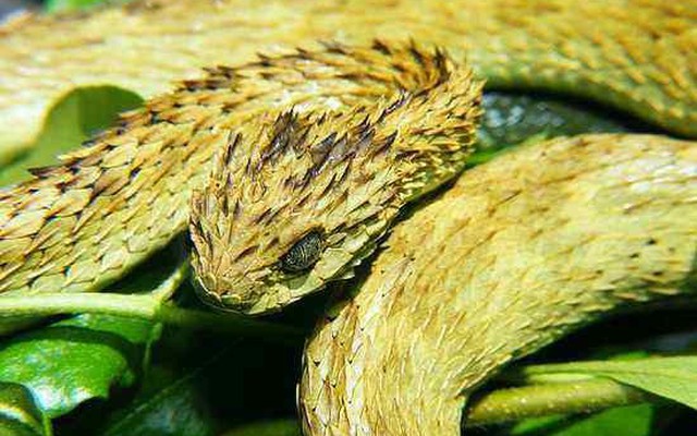 Lý giải về loài rắn độc làm "tan chảy da người"