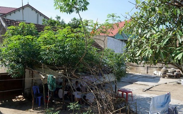 Tận mắt thấy cây sắn “khổng lồ” chưa từng có ở làng Kiều, Hà Tĩnh
