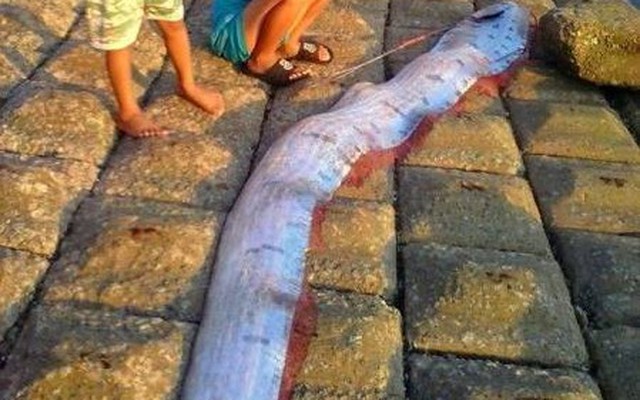 Cá khủng vừa dạt vào bờ biển Hà Tĩnh