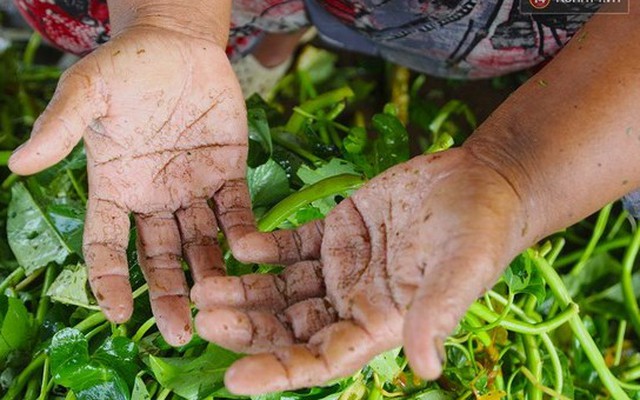 Đôi bàn tay chai sần, ẩm mốc của những người nhặt rau muống thuê ở Sài Gòn