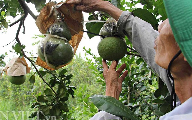 Vườn đào tiên hồ lô tài lộc độc nhất vô nhị miền Tây