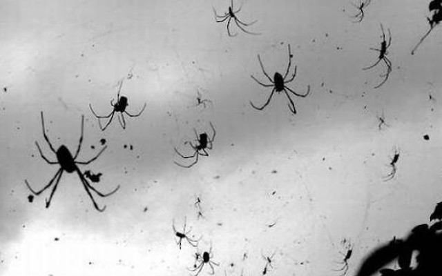 Giải mã cơn mưa nhện ma quái ở Úc