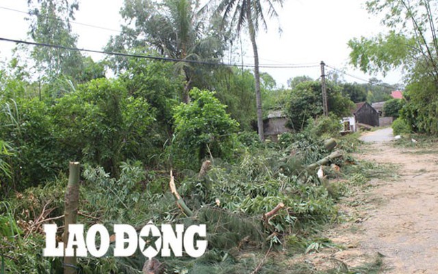 Hơn 100 hộ dân chập cháy tivi, tủ lạnh vì xã chặt cây chống bão