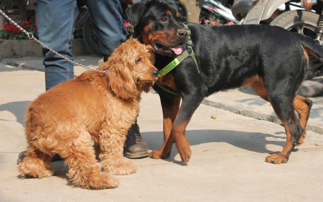 Hàng trăm chú cún tung tăng thi "sắc đẹp" ở bãi sông Hồng