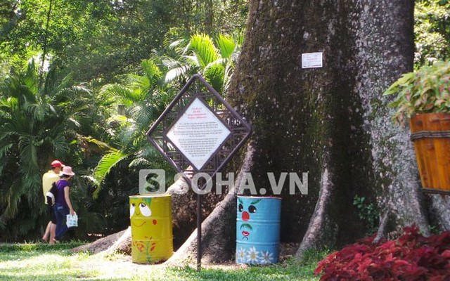 Những cây cổ thụ độc nhất khiến khách nước ngoài "ngưỡng mộ" ở SG