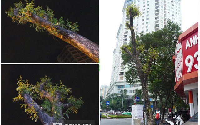 Hà Nội: Cận cảnh cây “lạ” khiến ông Trần Đăng Tuấn băn khoăn