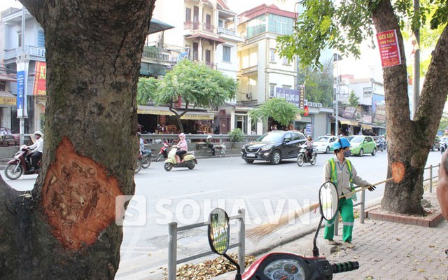 Hà Nội: Những vết thương lạ trên hàng cây xà cừ ở đường Lê Duẩn