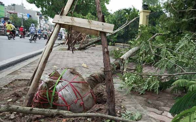 Cây sống mới trả tiền!