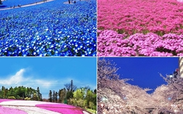 Người Nhật đã xây nên những công viên hoa tuyệt vời như thế nào?