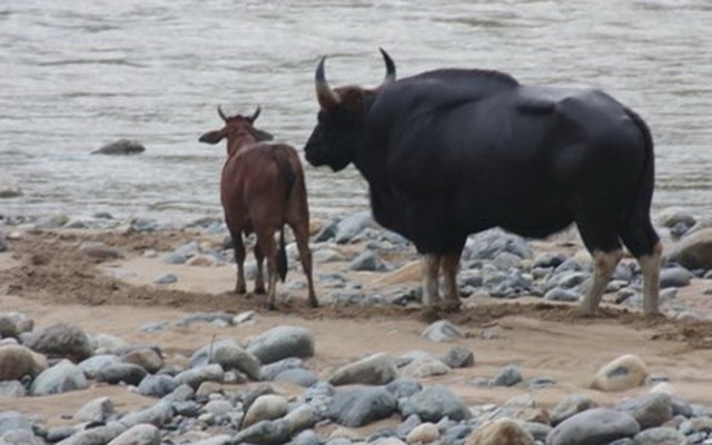 6 năm bỏ rừng về làng của bò tót rừng Phước Bình