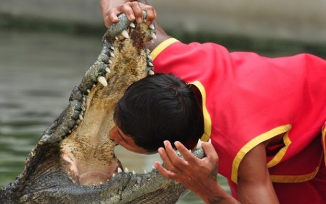 Cho đầu vào miệng cá sấu và kết quả kinh hoàng!